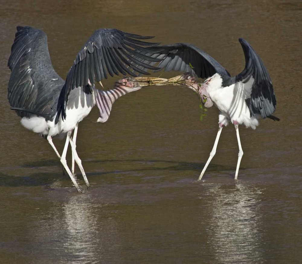 Kenya Marabou storks with nesting material